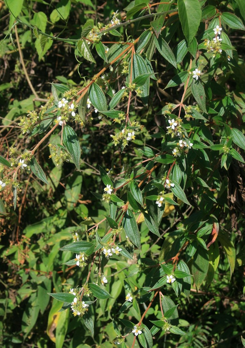 Longleaf Glorytree photo 5