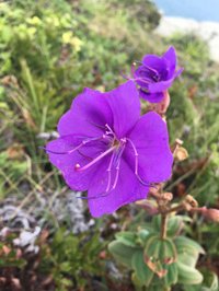 Purple Glory Tree
