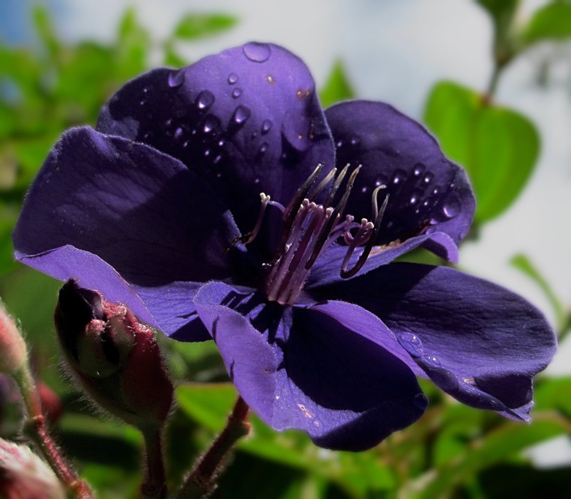 Princess-Flower photo 2