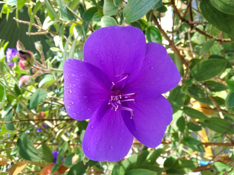 Princess-Flower photo 3