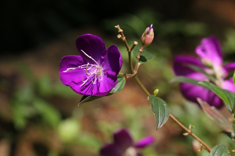 Princess-Flower photo 4