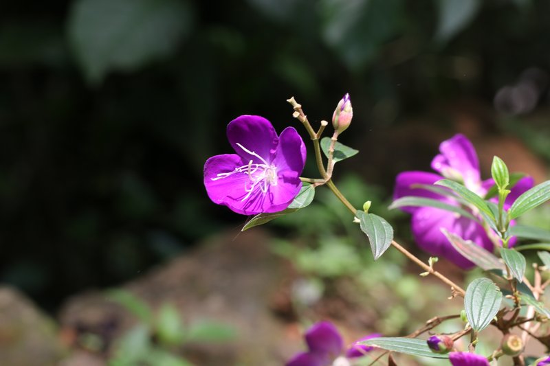 Princess-Flower photo 5