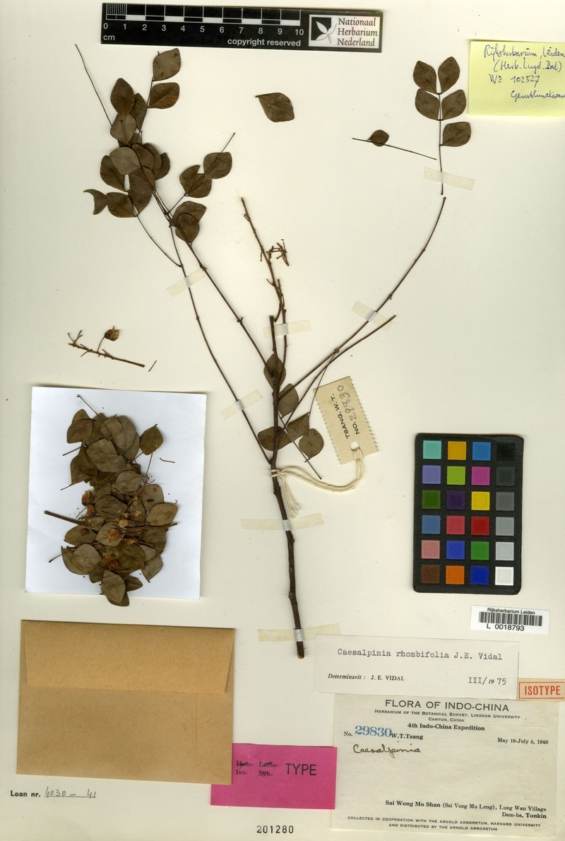 Ticanto rhombifolia