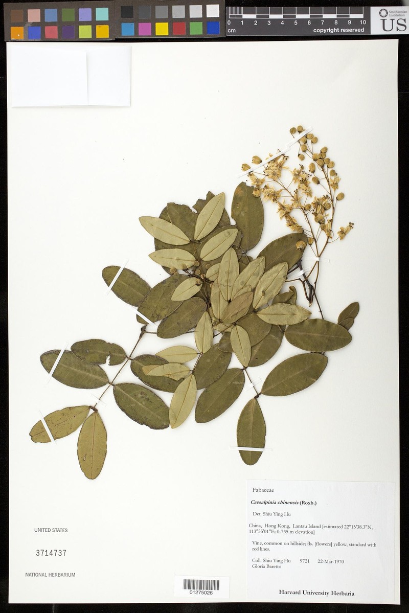 Ticanto sinensis