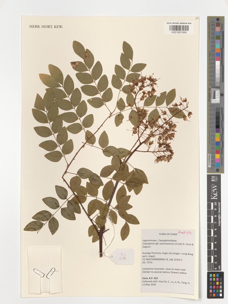 Ticanto szechuenensis