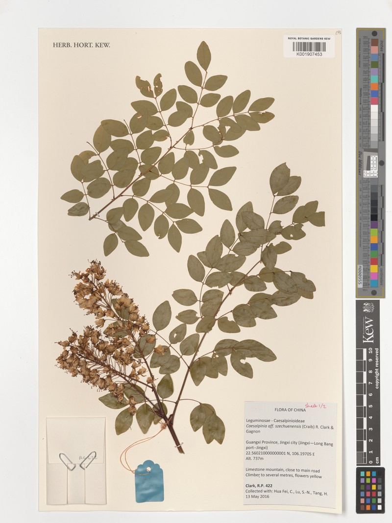 Ticanto szechuenensis photo 2