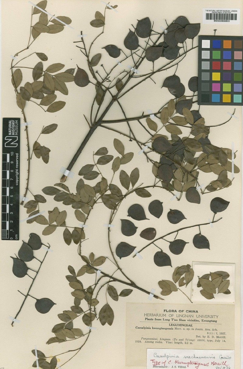 Ticanto szechuenensis photo 3