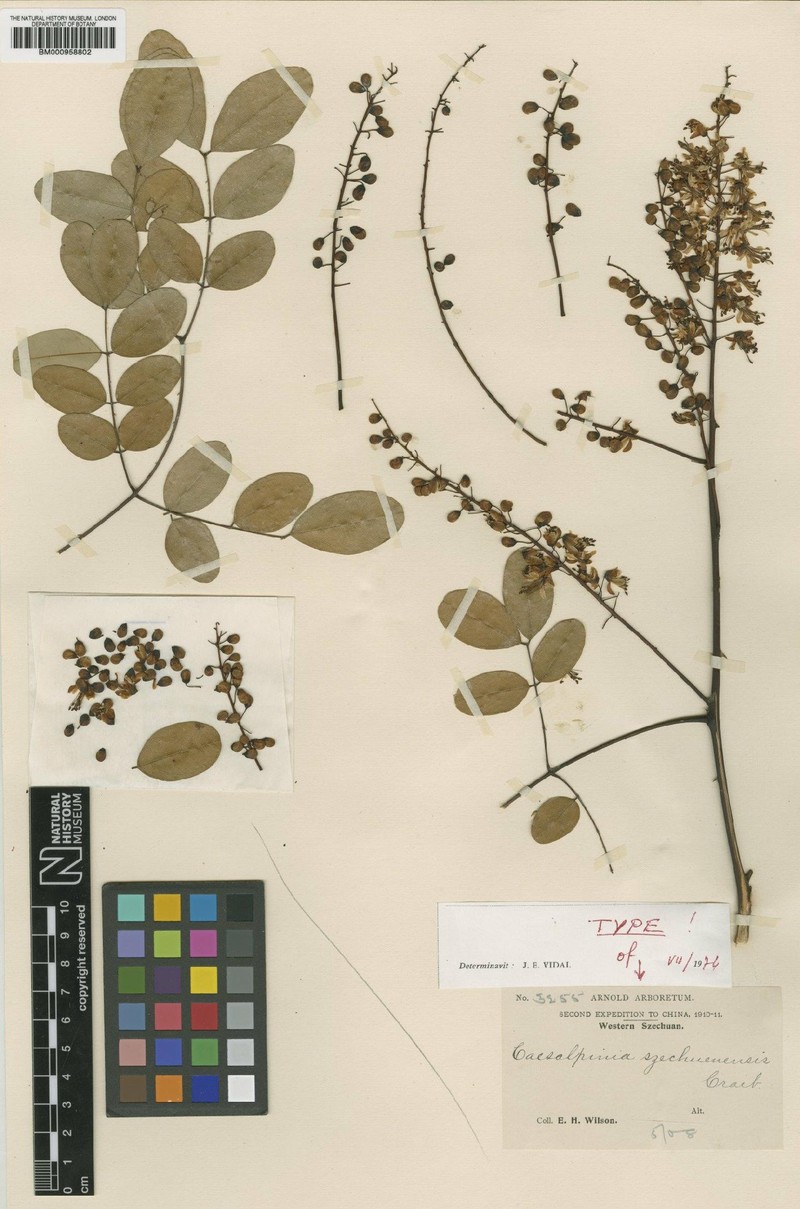 Ticanto szechuenensis photo 4