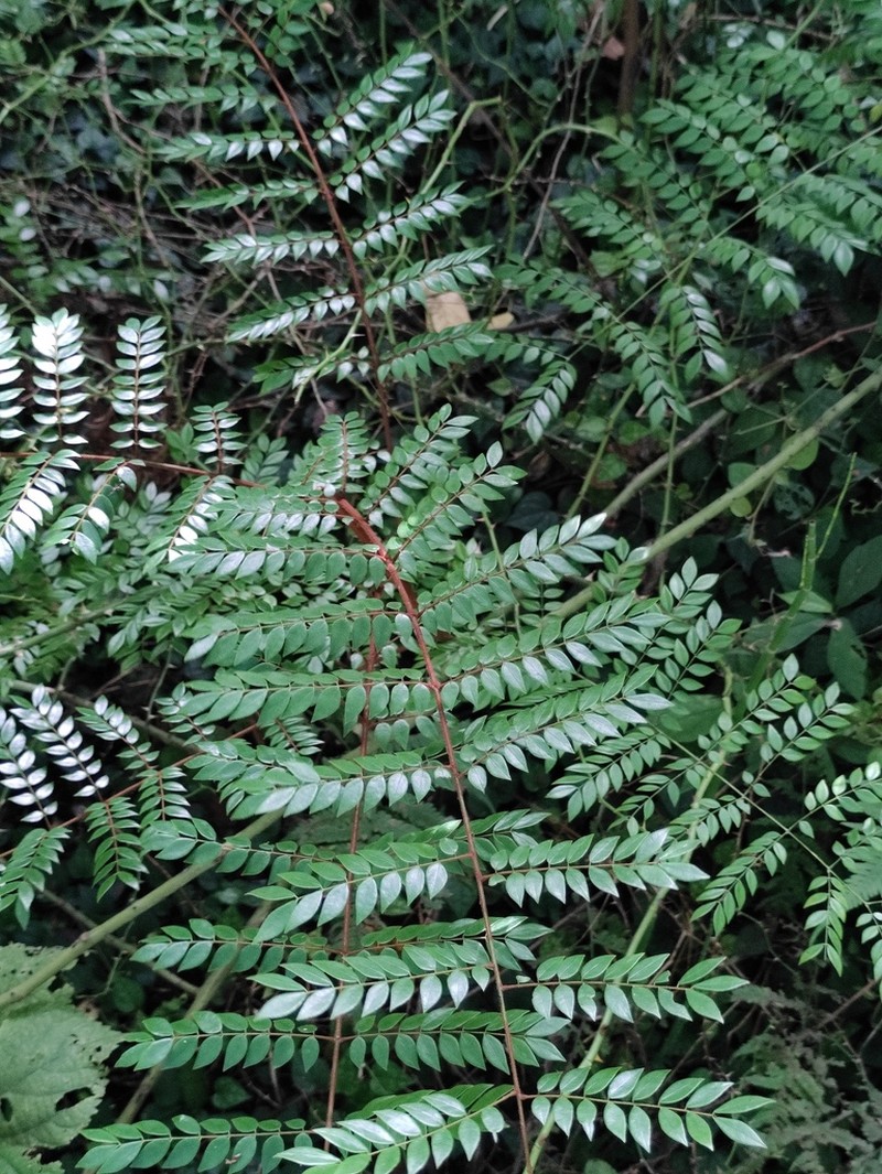 Ticanto vernalis