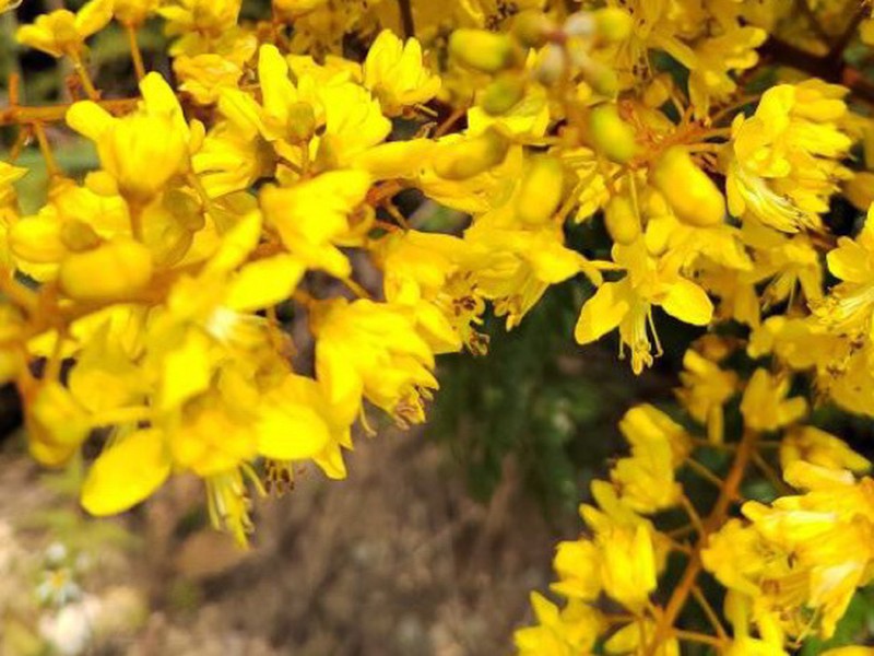 Ticanto vernalis photo 2