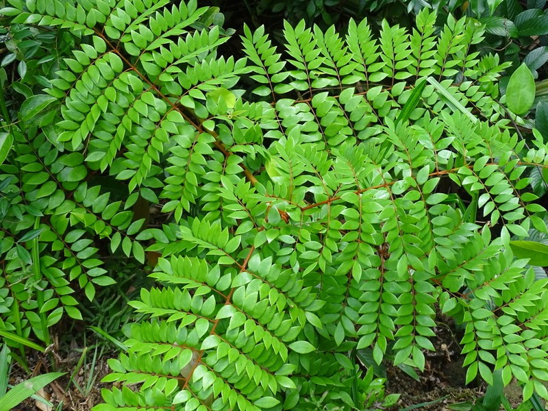 Ticanto vernalis photo 5