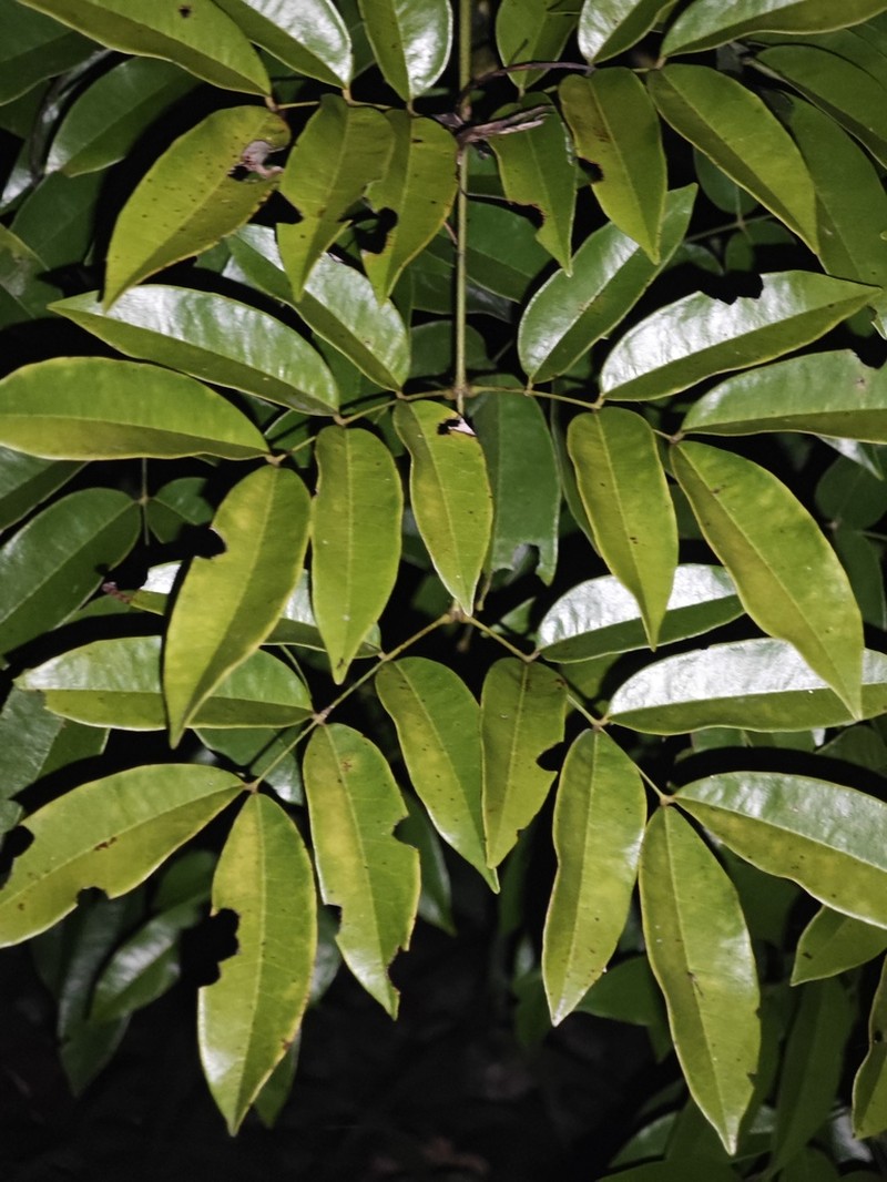 Ticanto yunnanensis