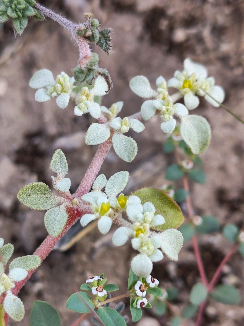 Tidestromia lanuginosa subsp. eliassoniana