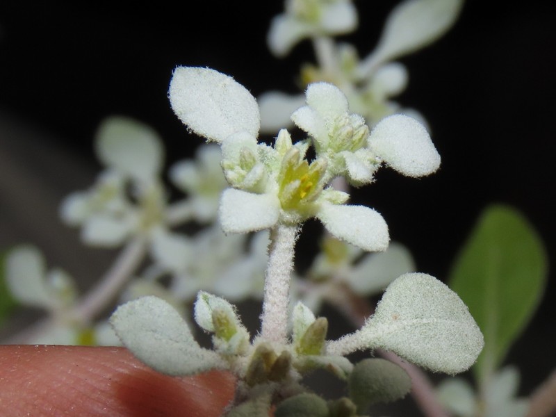 Tidestromia lanuginosa subsp. eliassoniana photo 2
