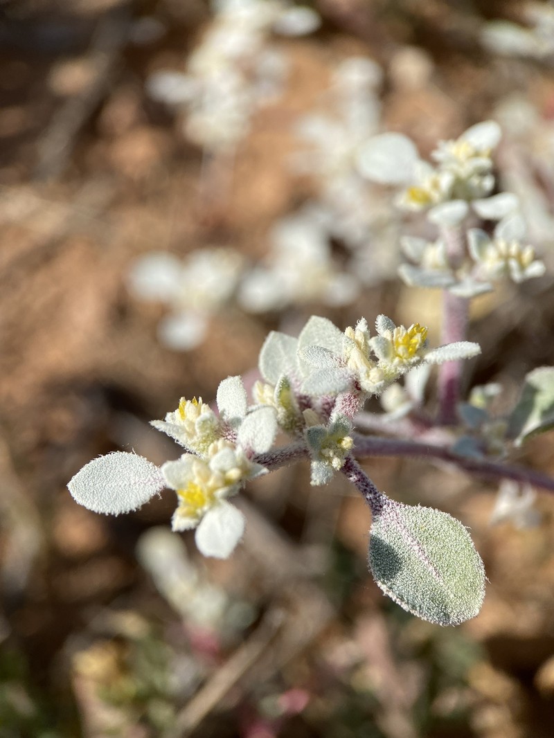 Tidestromia lanuginosa subsp. eliassoniana photo 4