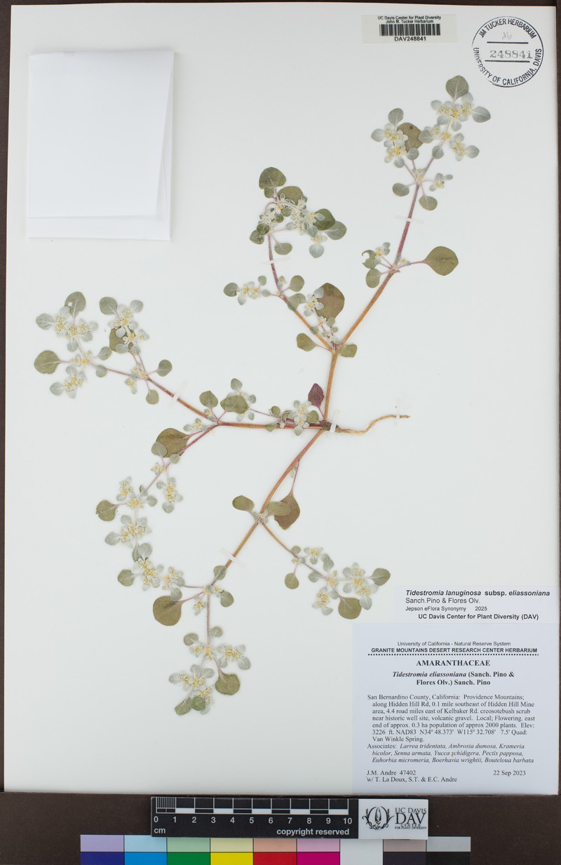 Tidestromia lanuginosa subsp. eliassoniana photo 8