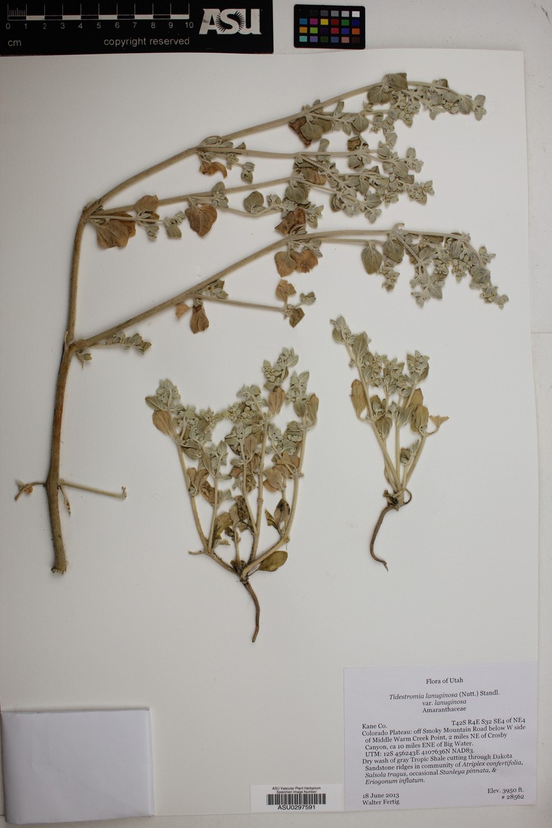 Tidestromia lanuginosa subsp. lanuginosa