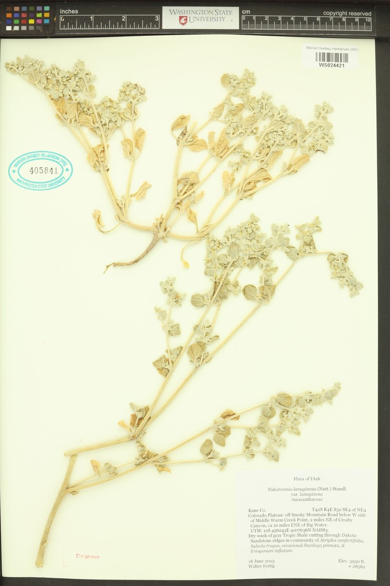 Tidestromia lanuginosa subsp. lanuginosa photo 2