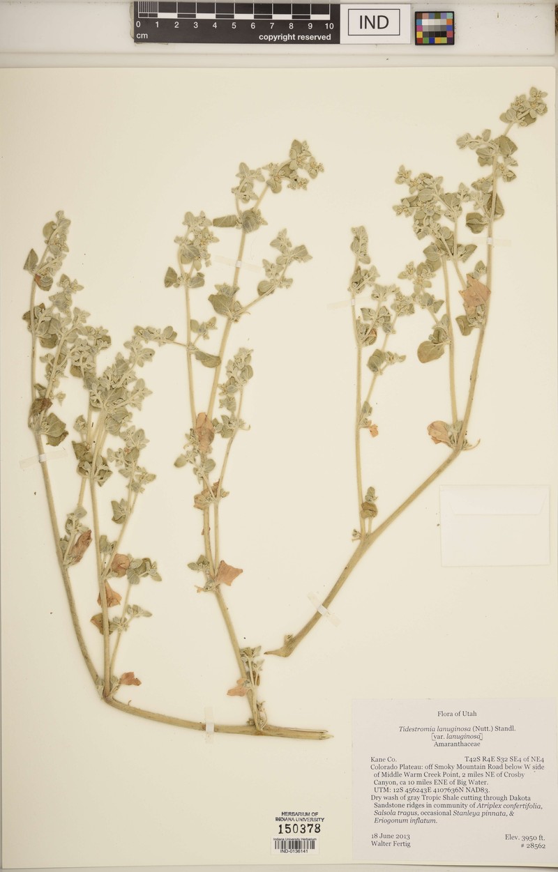 Tidestromia lanuginosa subsp. lanuginosa photo 3
