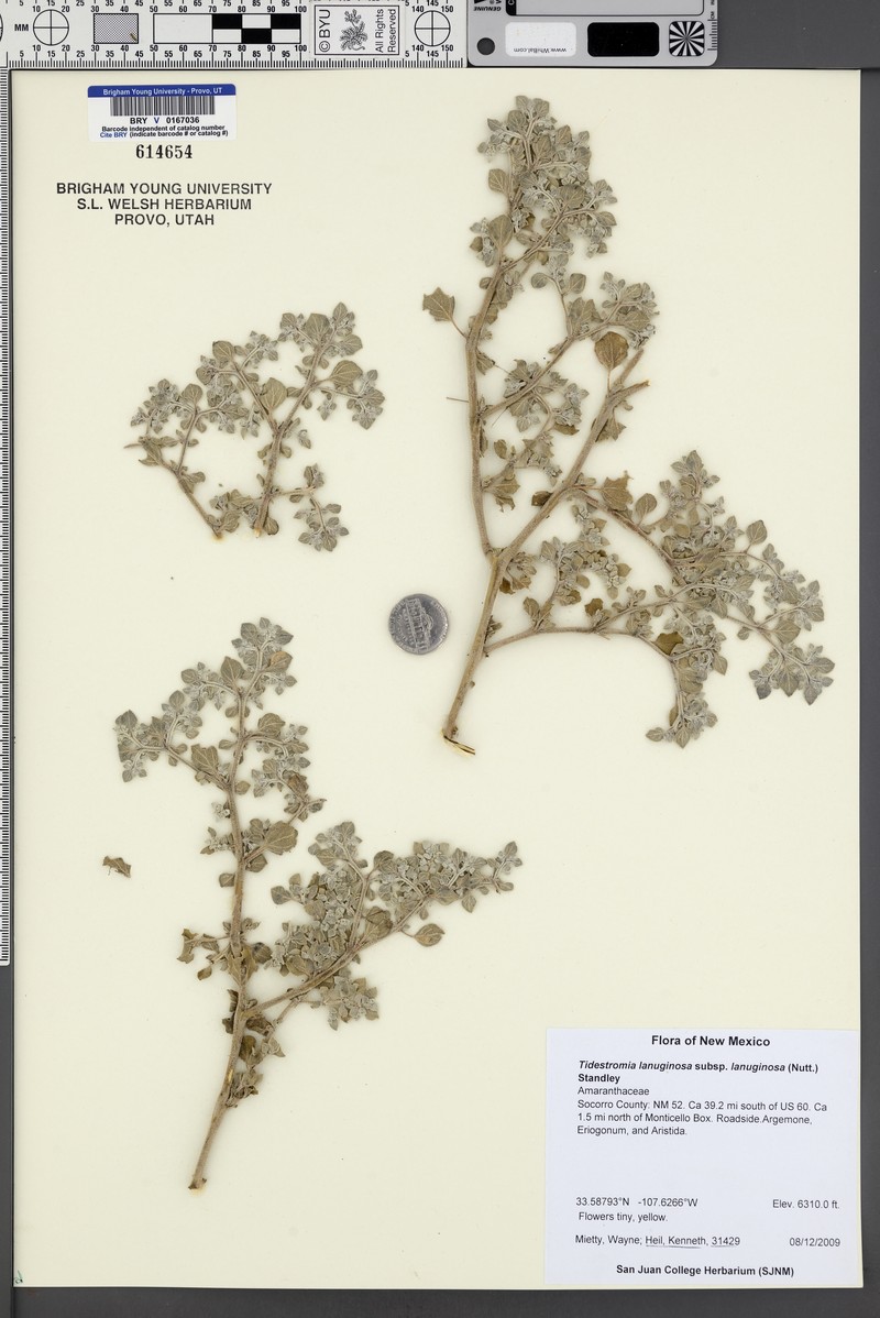Tidestromia lanuginosa subsp. lanuginosa photo 4