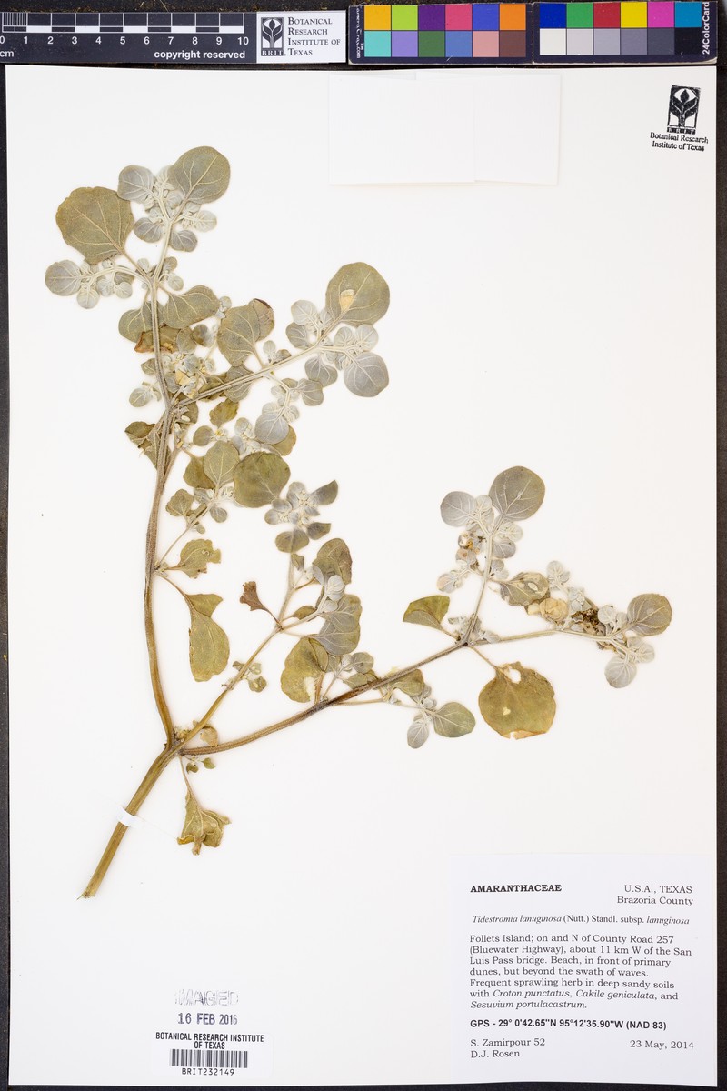 Tidestromia lanuginosa subsp. lanuginosa photo 3
