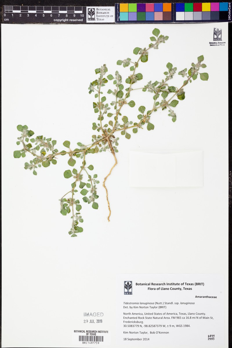 Tidestromia lanuginosa subsp. lanuginosa photo 4