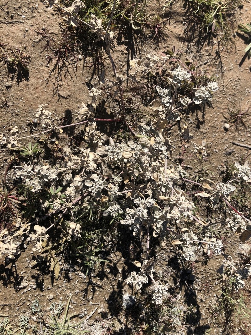 Shrubby Honeysweet