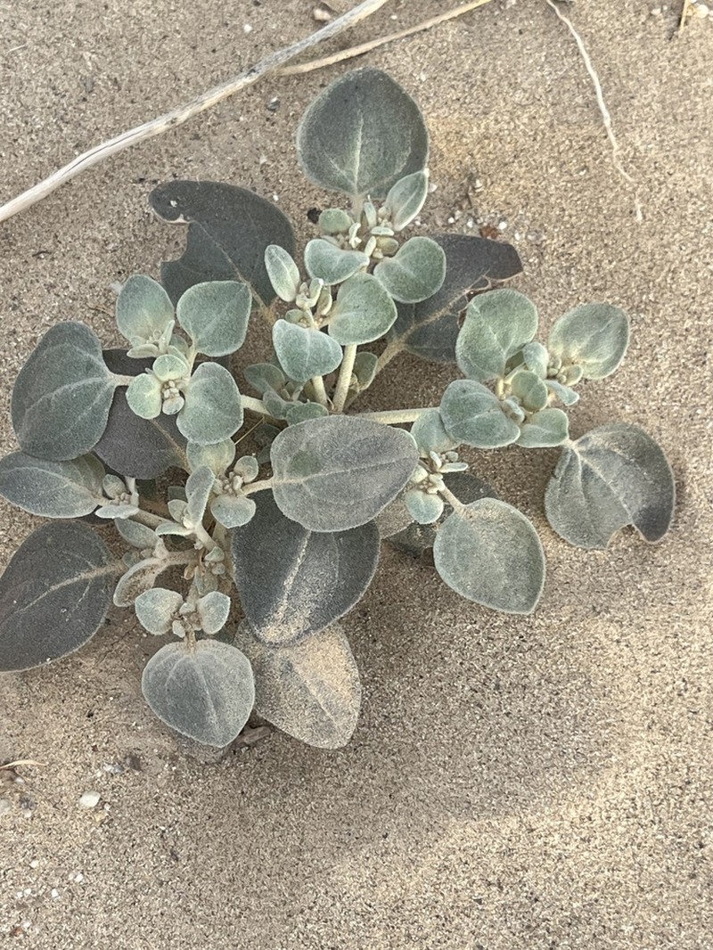 Shrubby Honeysweet photo 2