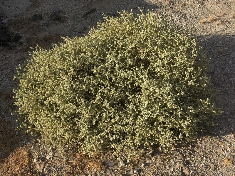 Shrubby Honeysweet photo 3