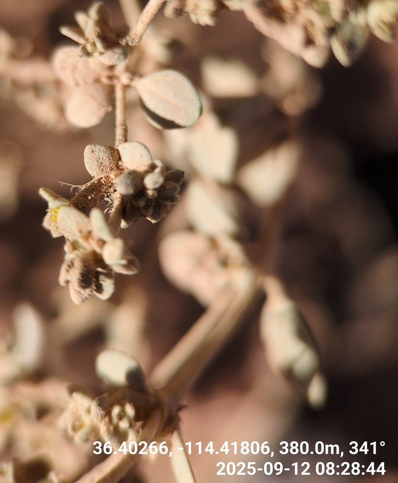 Shrubby Honeysweet photo 4