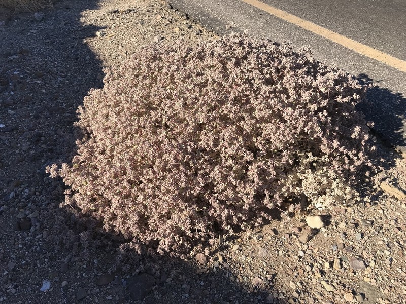 Shrubby Honeysweet photo 5