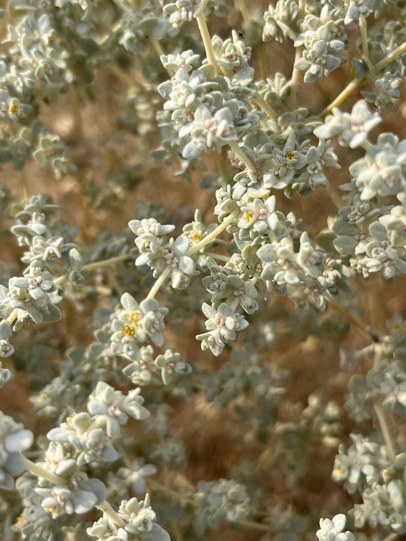 Shrubby Honeysweet photo 6
