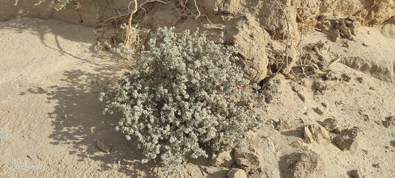 Shrubby Honeysweet photo 7