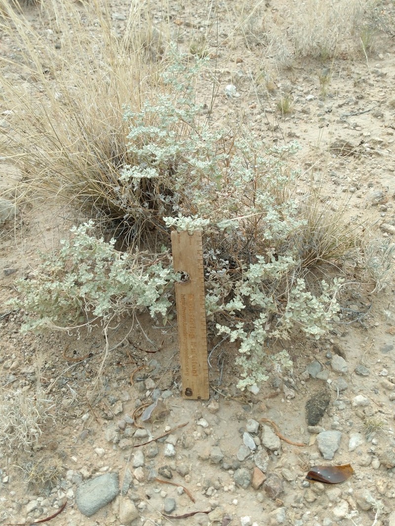 Shrubby Honeysweet photo 8