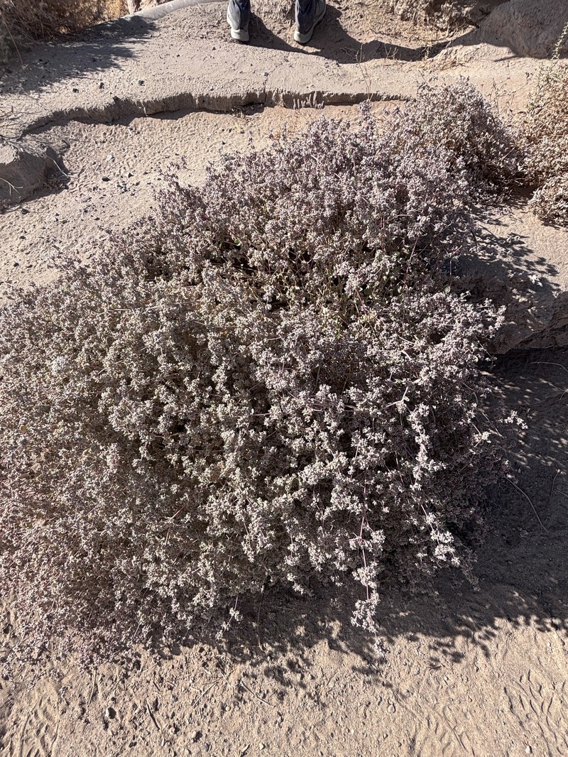 Arizona Honeysweet photo 2