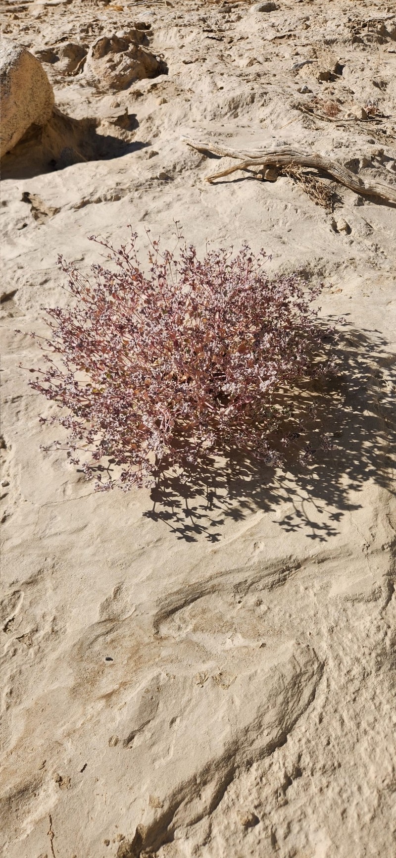 Arizona Honeysweet photo 3