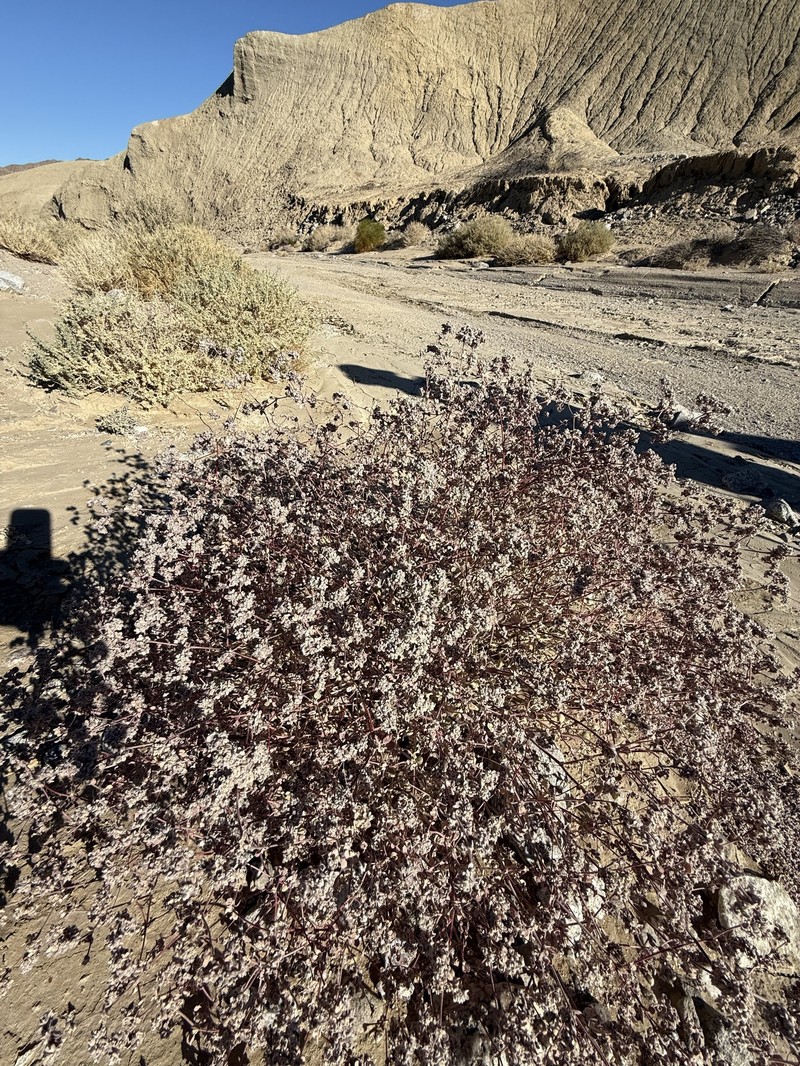Arizona Honeysweet photo 4