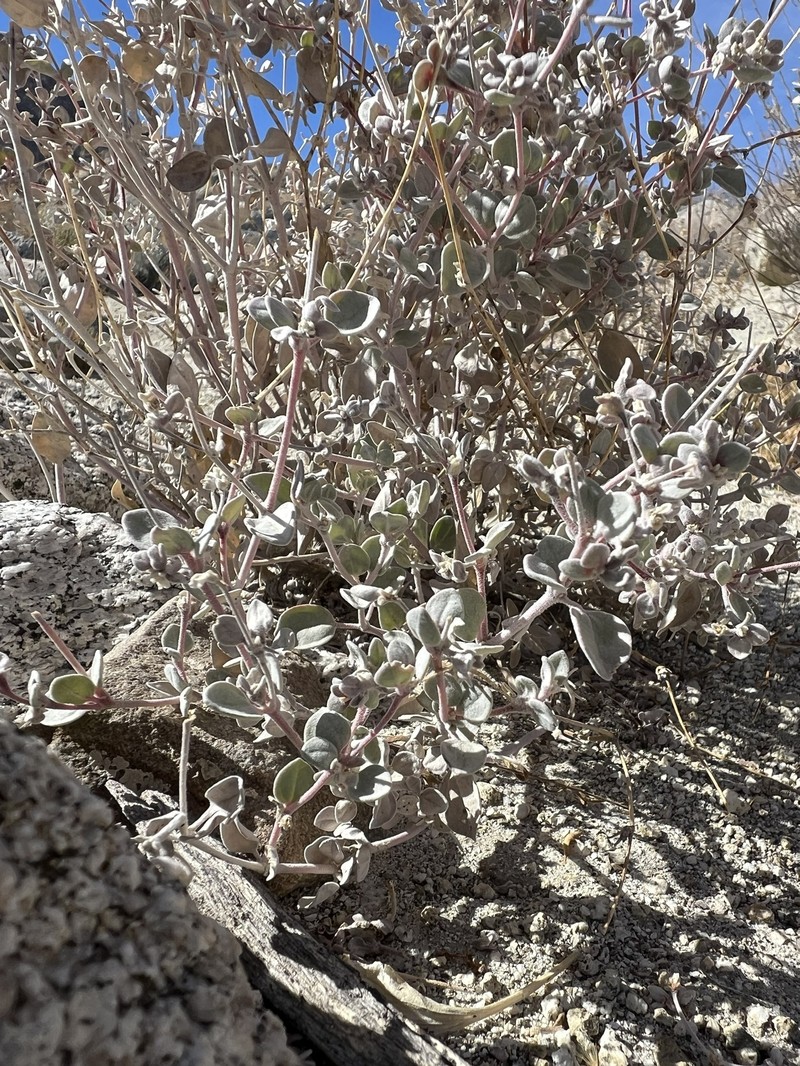 Arizona Honeysweet photo 5