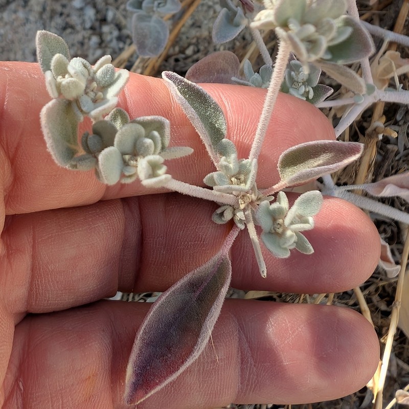 Arizona Honeysweet photo 6