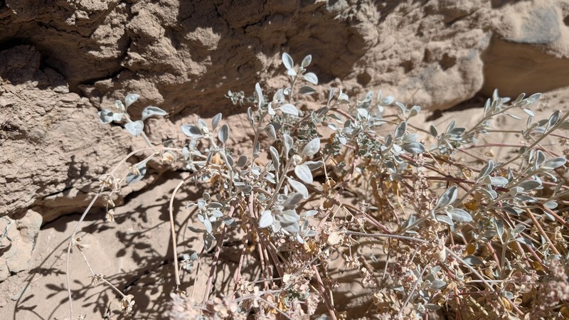 Arizona Honeysweet photo 7