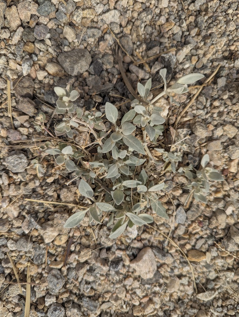 Arizona Honeysweet photo 8