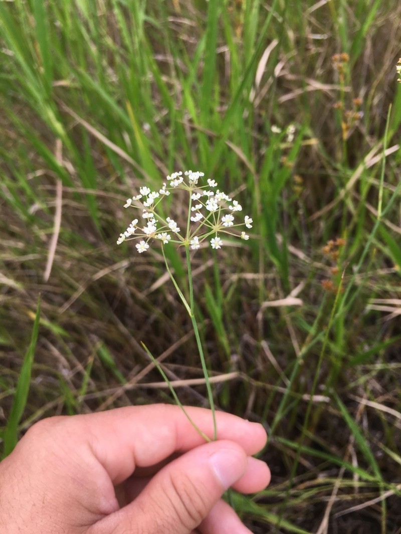 Canby's Cowbane