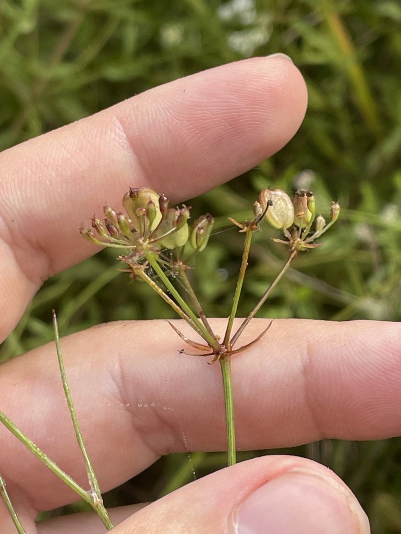 Canby's Cowbane photo 2