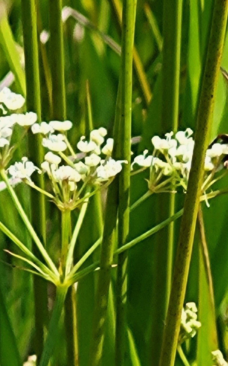 Canby's Cowbane photo 3