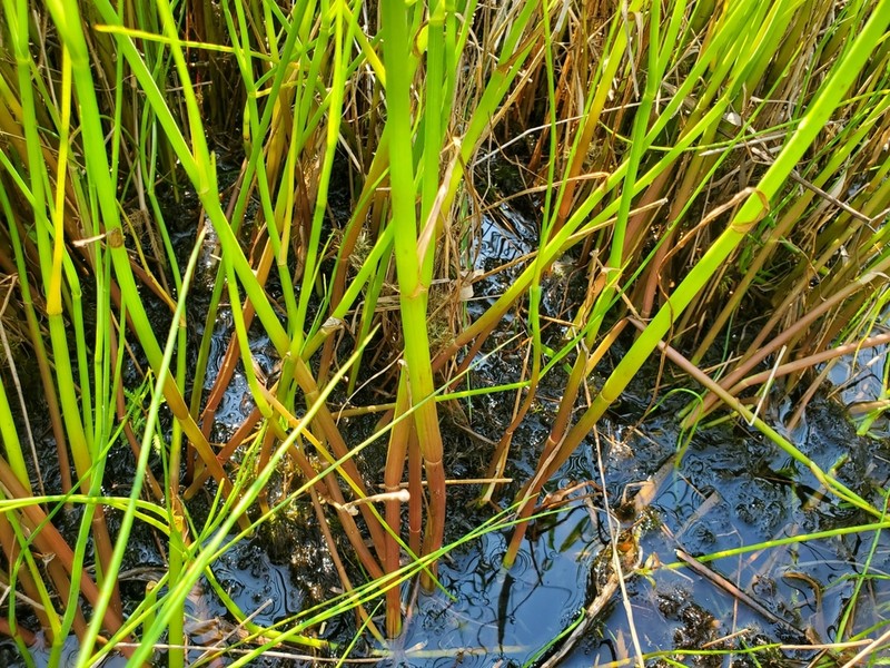 Canby's Cowbane photo 4