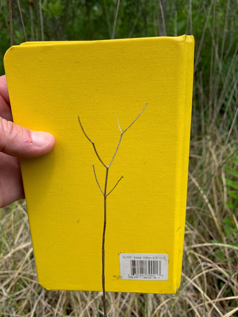 Canby's Cowbane photo 5