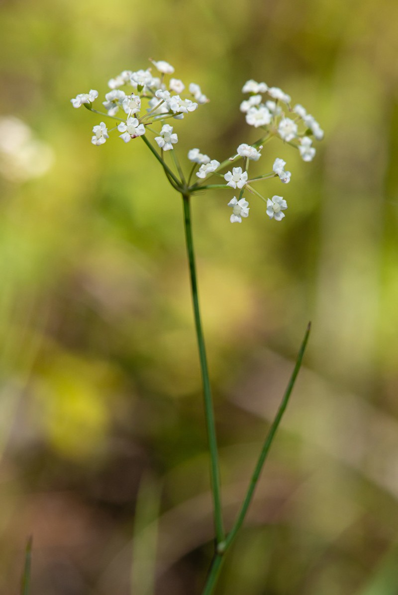 Canby's Cowbane photo 6
