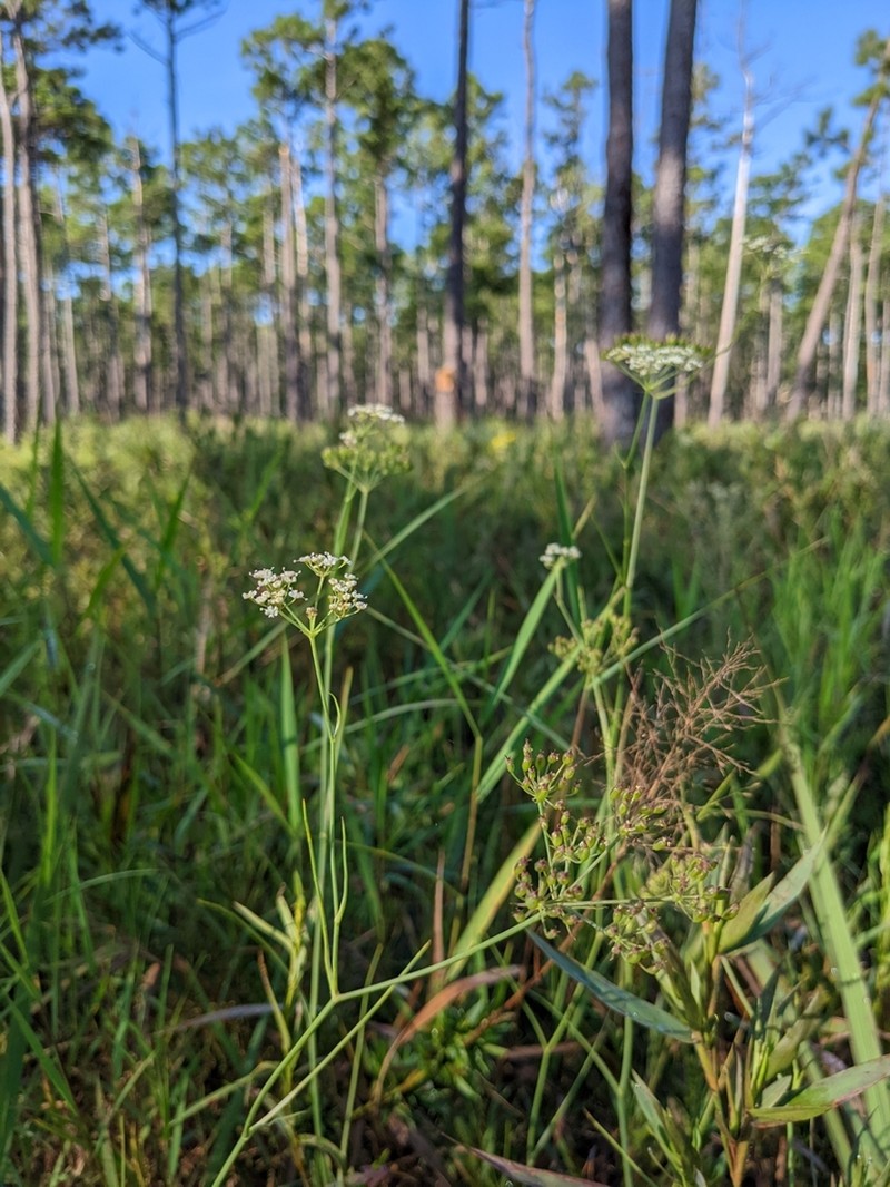 Canby's Cowbane photo 7