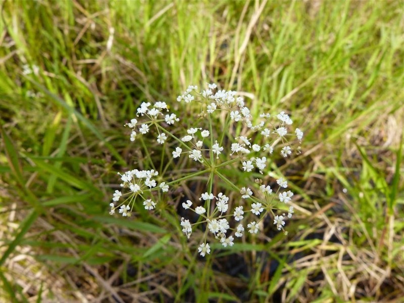 Canby's Cowbane photo 8