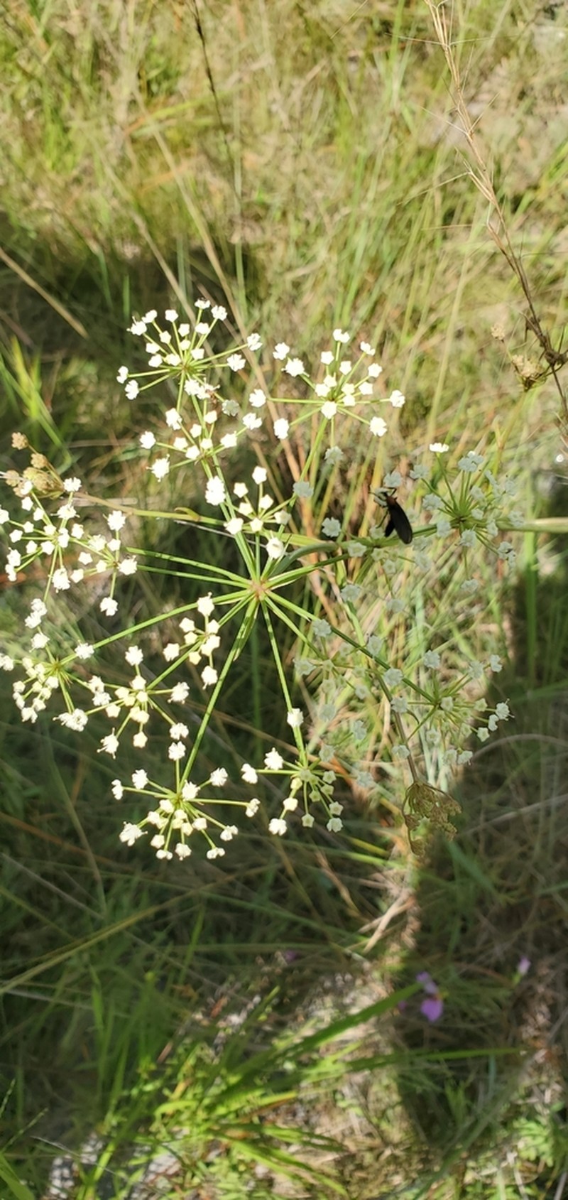 Water Cowbane photo 3
